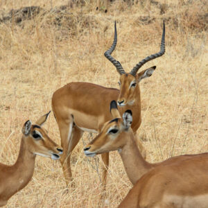 Beauty of wildlife by Camille Massida Photography